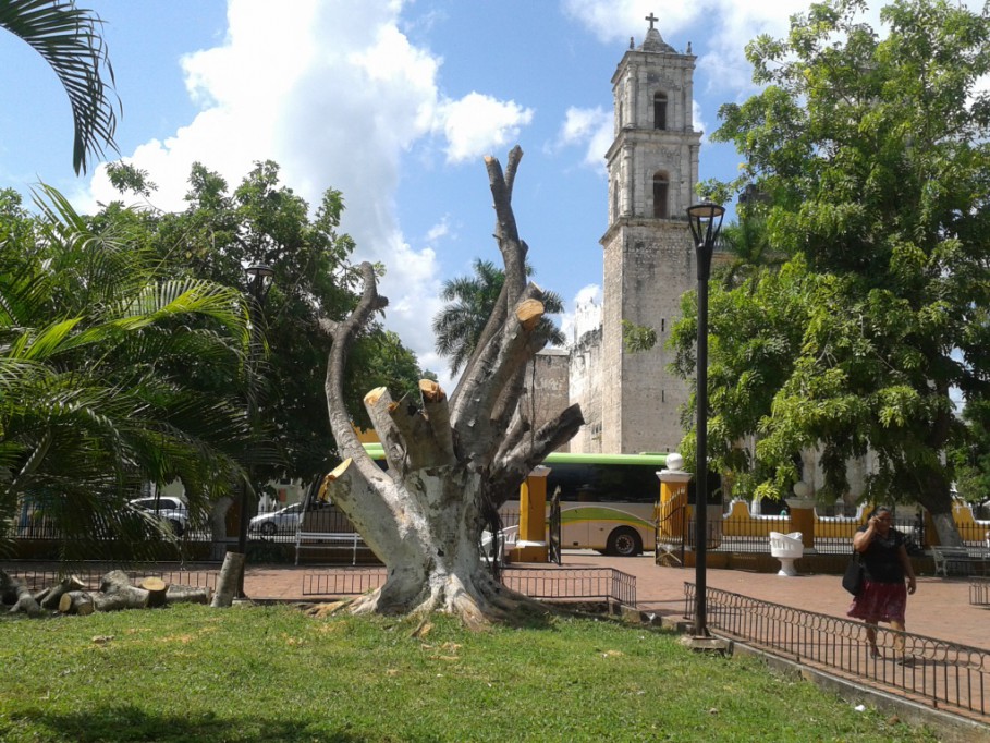 Cortan árbol seco en parque principal de Valladolid