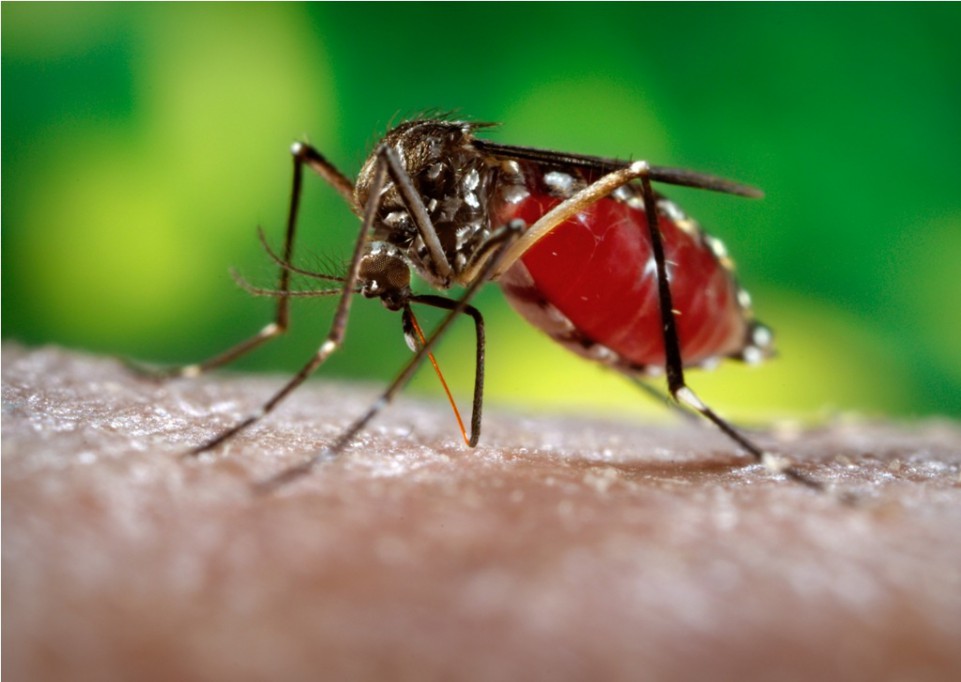 Aedes Aegypti ahora transmite "fiebre del Mayayo"