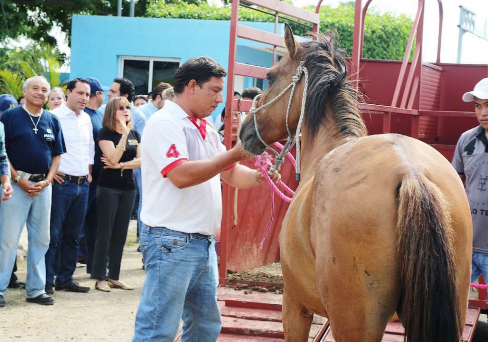 Entregan caballo adoptado en el Cemca Entregan caballo adoptado en el Cemca