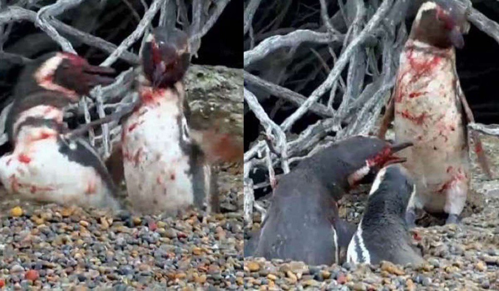 Se viraliza sangrienta pelea entre pingüinos