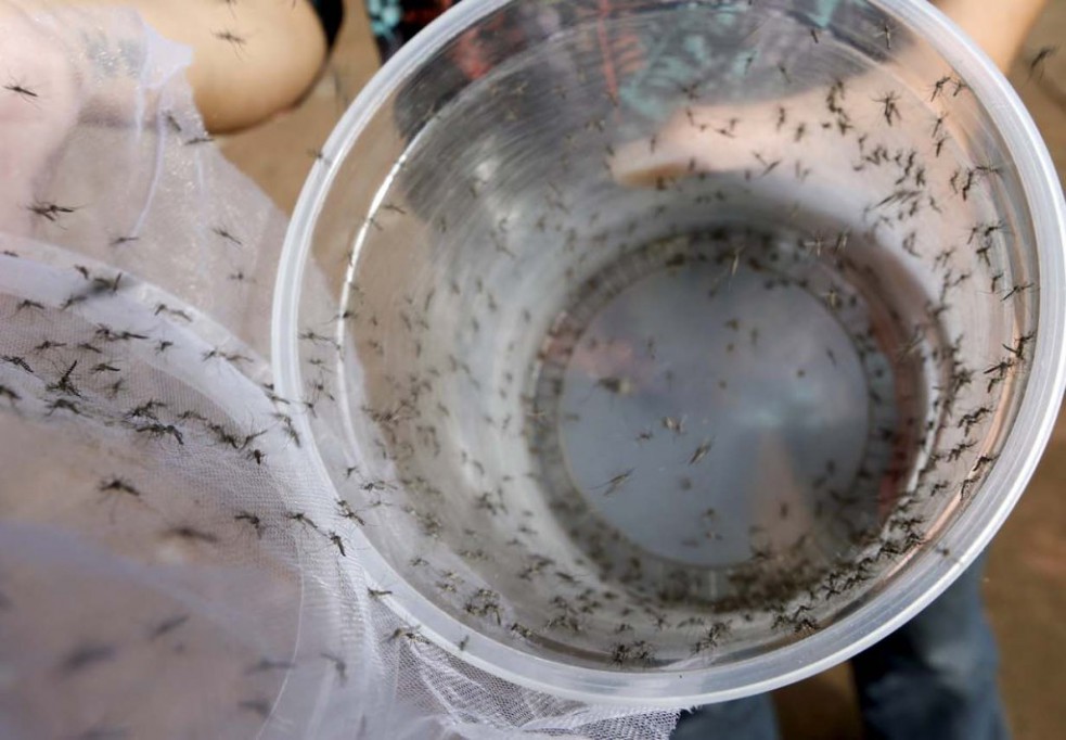 Aprueban en comisión nueva Ley contra mosquitos