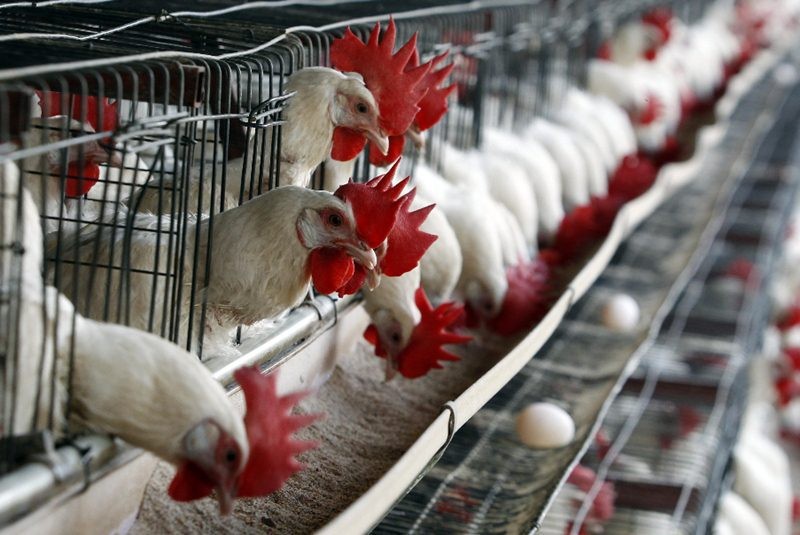 Se reúnen directivos de la Unión Nacional de Avícultores con productores Avícolas de la región
