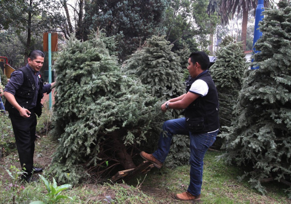 Más de 6 mil árboles navideños llegan a Yucatán