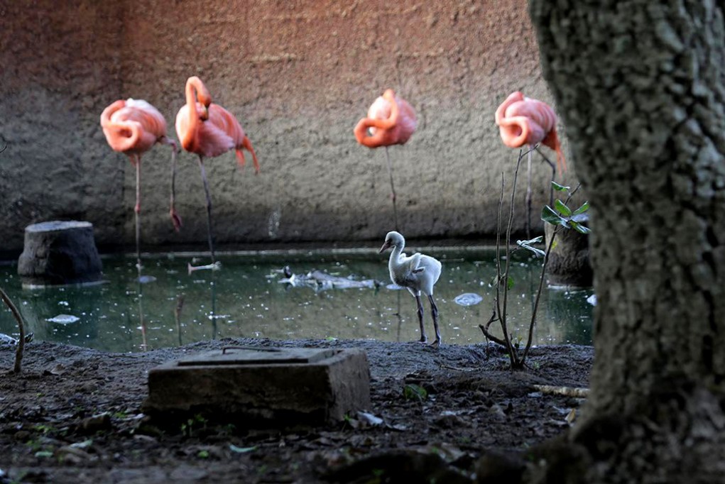 Zoológicos de Mérida cierran el año con 90 crías