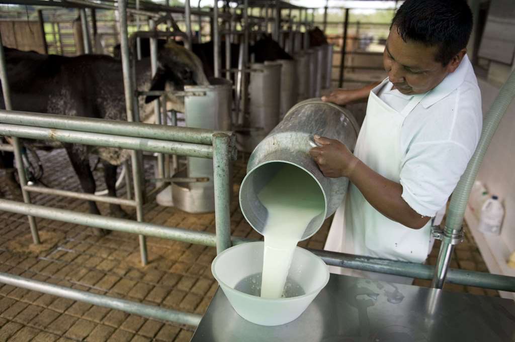 Aumenta 25% el costo de la leche
