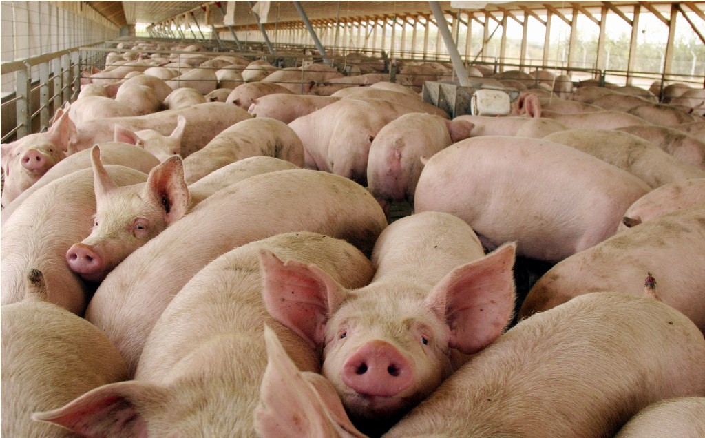 Porcicultores esperan un incremento del 10 al 15%