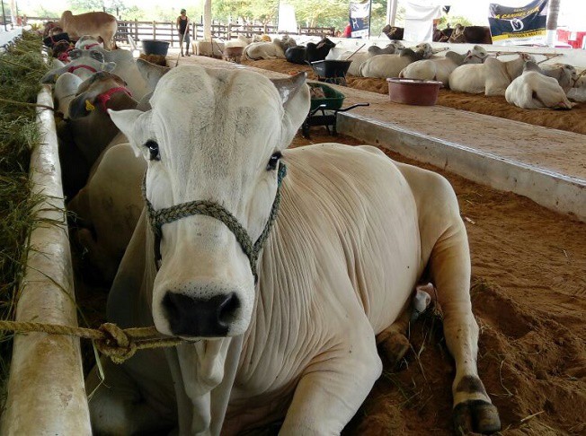 Éxito la expo feria de Tizimín en ventas de ganado