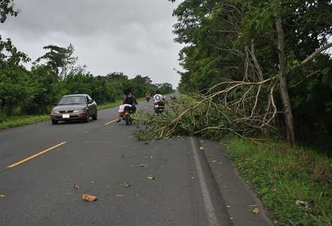 TIZIMIN: Viajeros piden desgajar árboles que invaden carretera.\r\n
