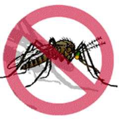 Realizan acciones  en Mérida  para combatir al mosco del dengue.