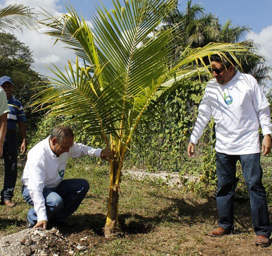Siembran plantas de coco en escuelas de Colonia Yucatán