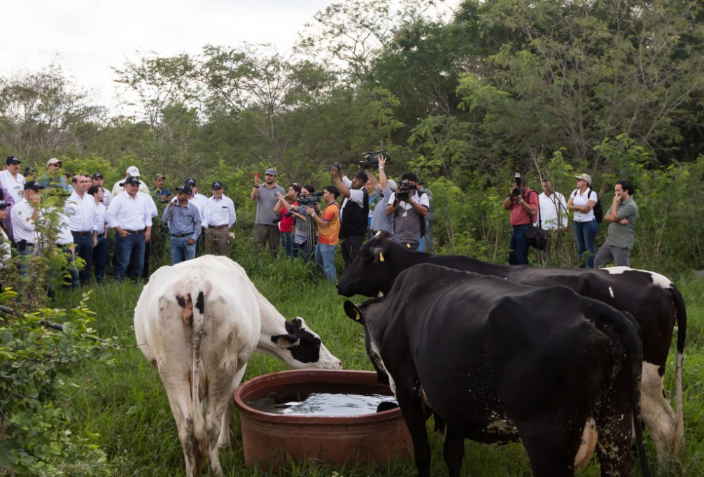 Supervisan proyecto silvo-pastoril