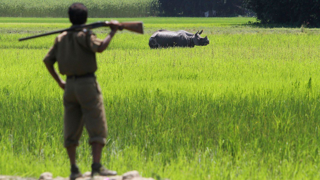 Matan a cazadores para proteger rinocerontes