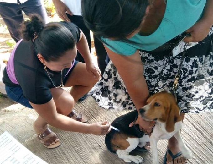 Vacunarán 1,200 perros y gatos en Tizimín y sus comisarías