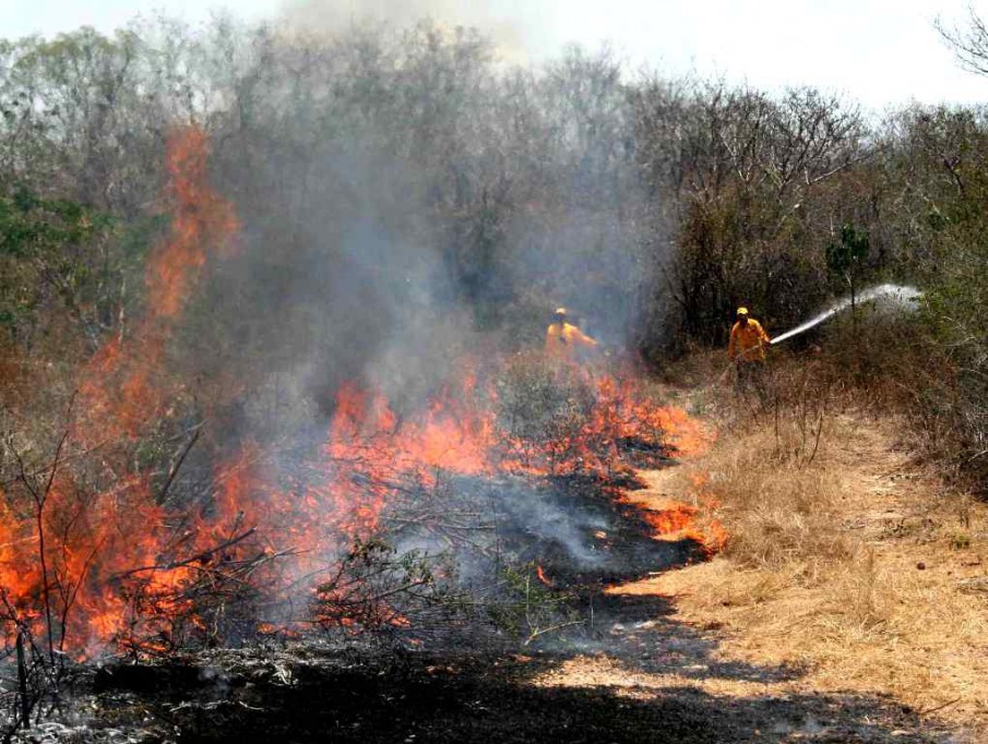 Más de 3 mil hectáreas dañadas por incendios