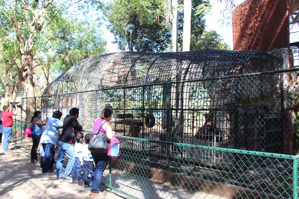 Esperan más de 100 mil visitantes en zoológicos de Mérida