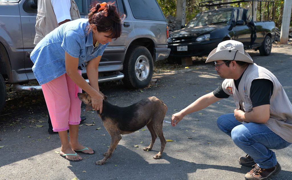 Notifica SSY caso de rabia canina en Progreso