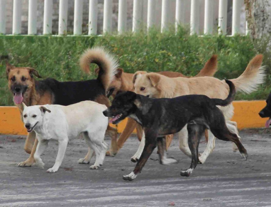 En Yucatán, perros producen 64 toneladas de heces al día