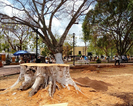 Talan peligroso árbol en parque principal de Valladolid