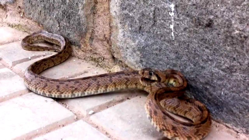 En Yucatán, existen 5 tipos de serpientes venenosas