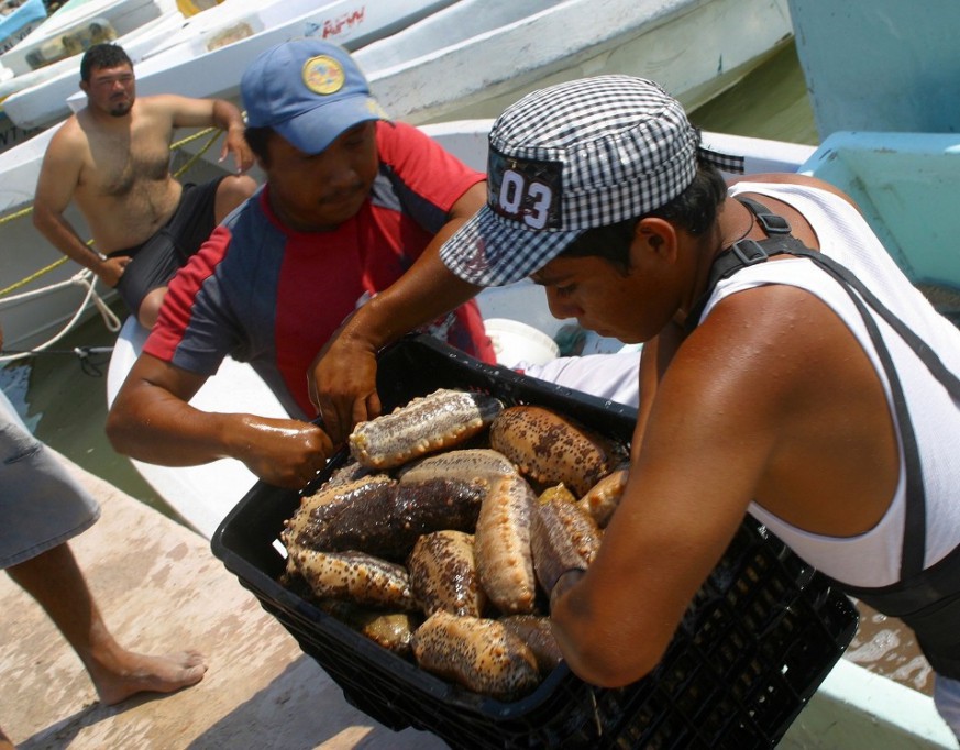 Nuevas disposiciones para captura de pepino de mar