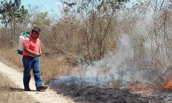 Más de 7 mil hectáreas siniestradas en Yucatán