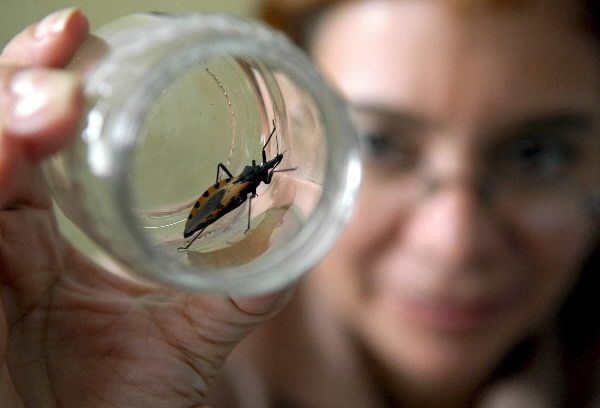 Aumentan los casos de Mal de Chagas en Yucatán