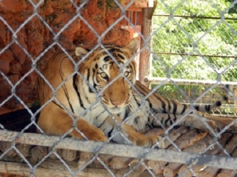 TIZIMIN: Buscan pareja para Xiipá, único ejemplar del tigre de bengala existente en el Zoológico.