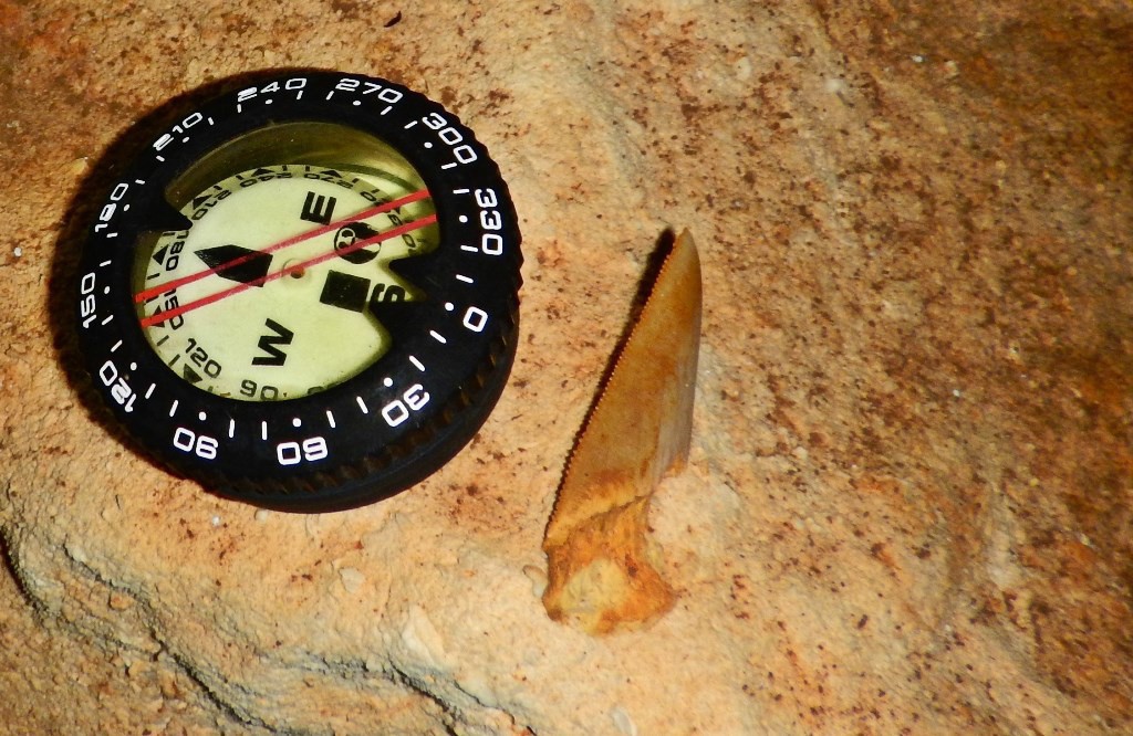 Hallan fósil de tiburón prehistórico en Yucatán 