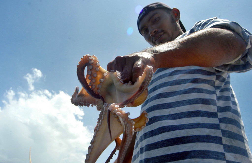 A punto de iniciar la temporada de pulpo