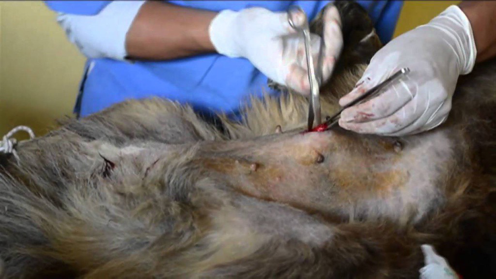 Comienzan a esterilizar perros y gatos en Tizimín