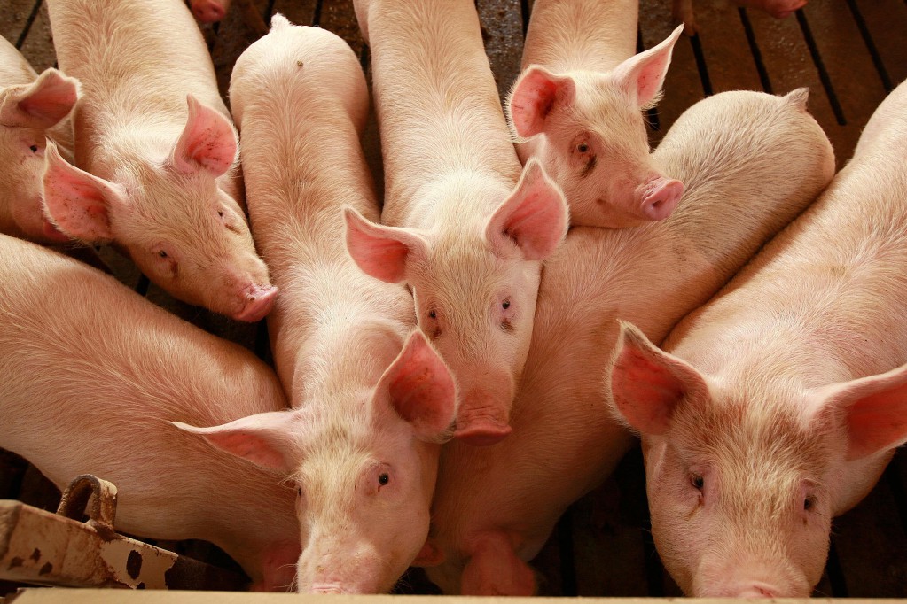Denuncia el dirigente de la Confederación de Porcicultores Mexicanos alto riesgo para la sanidad y producción de cerdos en México, por virus mata cerdos en Estados Unidos