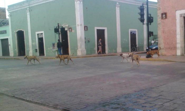 Proponen qué hacer con perros callejeros en Valladolid