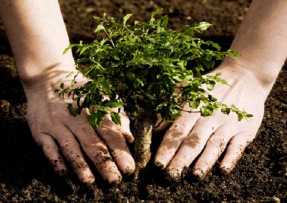 En mayo reinicia la siembra de árboles en Mérida