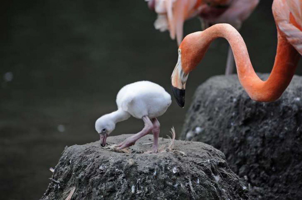 Nacen polluelos de flamenco rosa en Yucatán