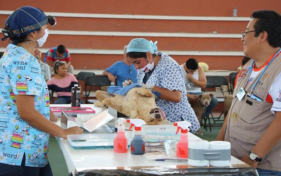 100 mascotas fueron esterilizadas en Tizimín