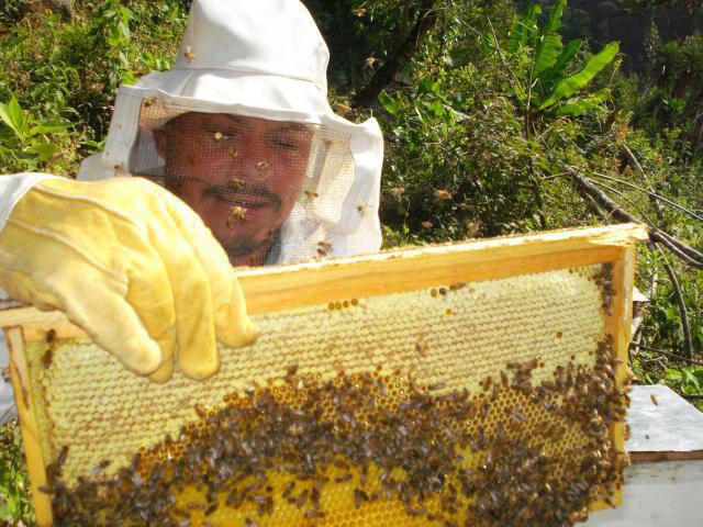 Lluvia provoca sobrehumedad en la miel yucateca