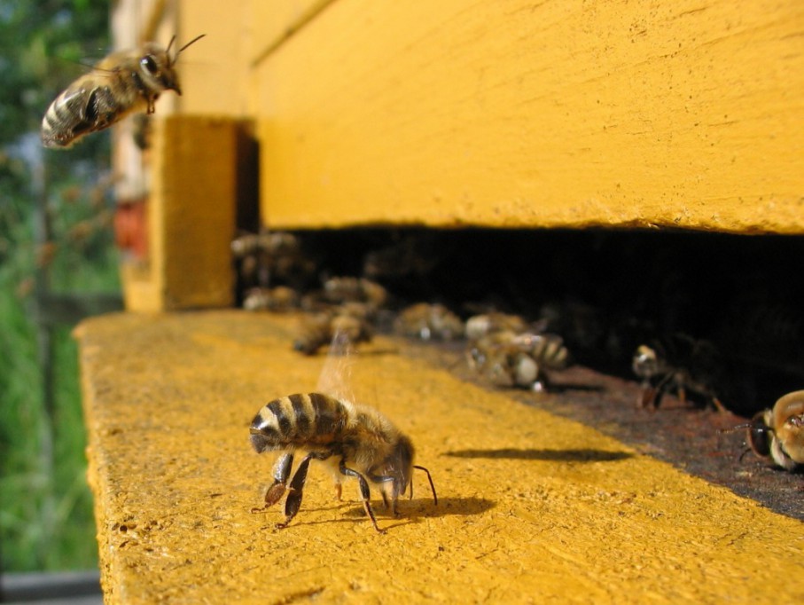 Disminuye la producción de miel en Yucatán