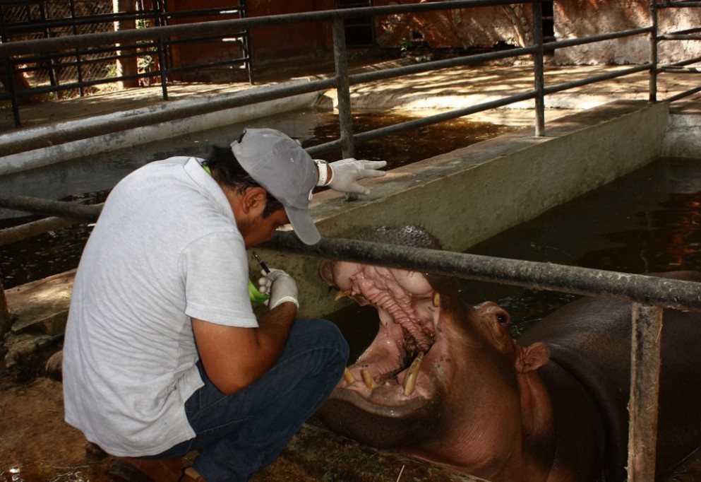Mejoran atención a animales en zoológicos de Mérida