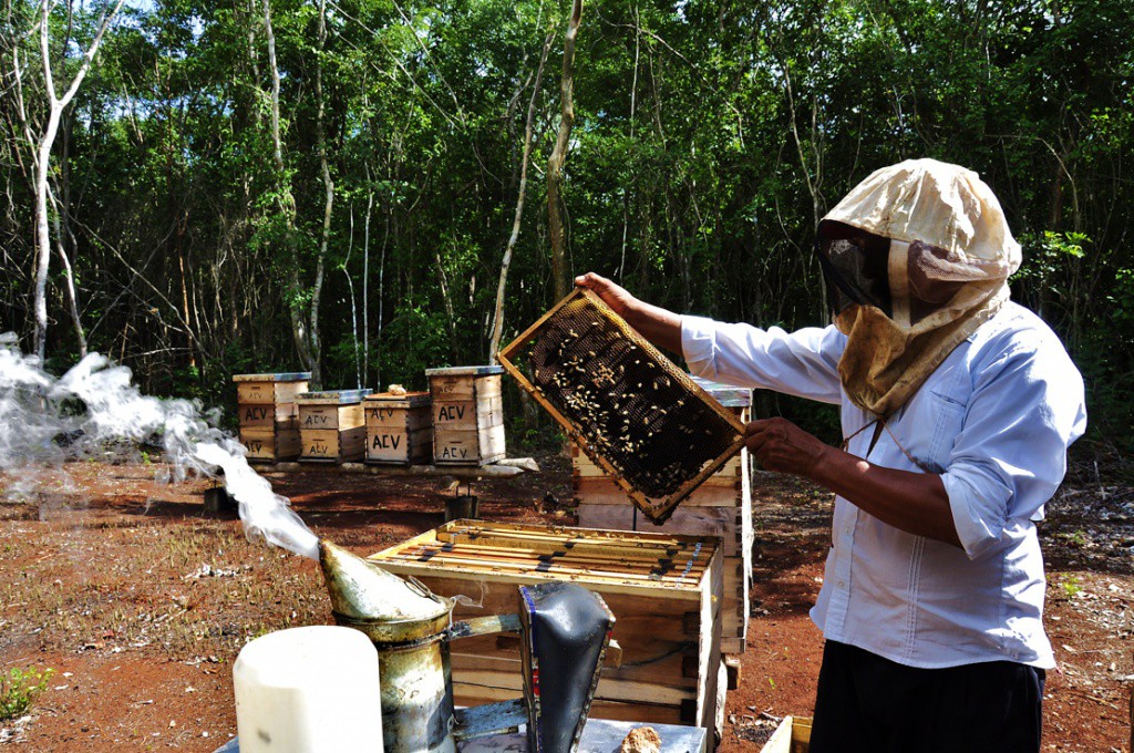 En riesgo la producción de miel en Yucatán