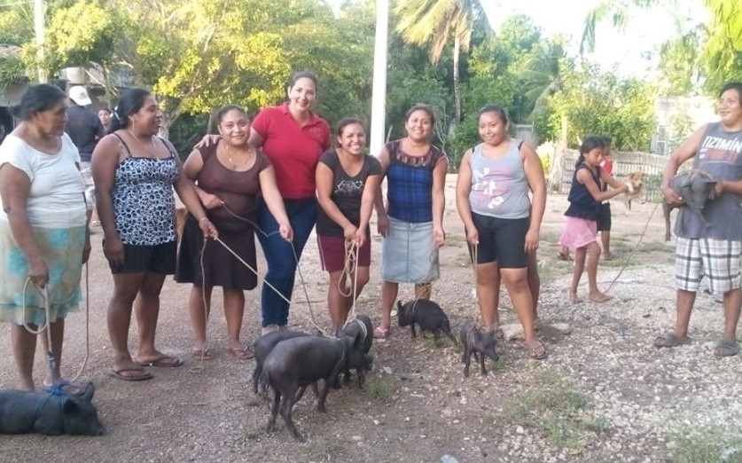 Donan lote de cerdos pelones en comisaría de Tizimín