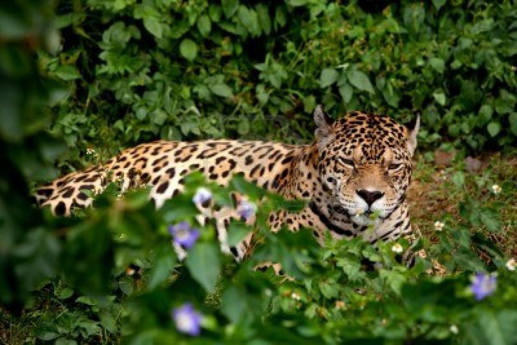 Generan acciones para preservar la selva en la península a través del proyecto “Selva del jaguar maya”
