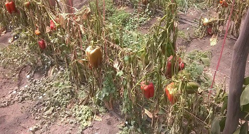 Agricultores de Calotmul temen daños a sus cultivos por fumigación aérea