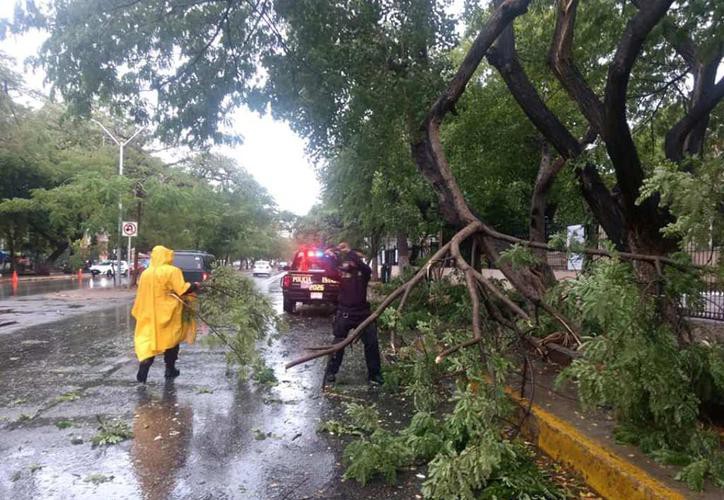 Reportan árboles caídos por lluvia en Mérida