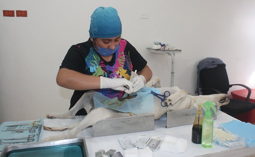 Comienza jornada permanente de esterilización de mascotas, en Valladolid