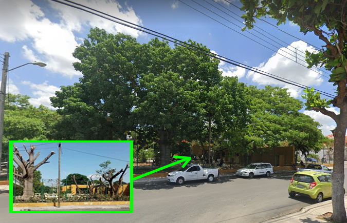 Por seguridad cortaron árboles en la Prepa 2, afirman autoridades de la UADY Por seguridad cortaron árboles en la Prepa 2, afirman autoridades de la UADY