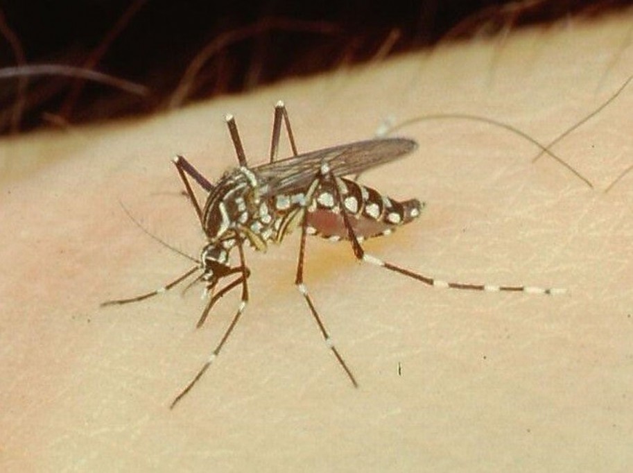 Desarrollan insecticida contra el mosquito Aedes Aegypti
