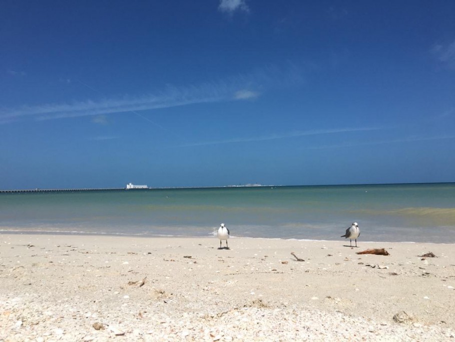 Febrero inicia con el saneamiento de playas y manglares