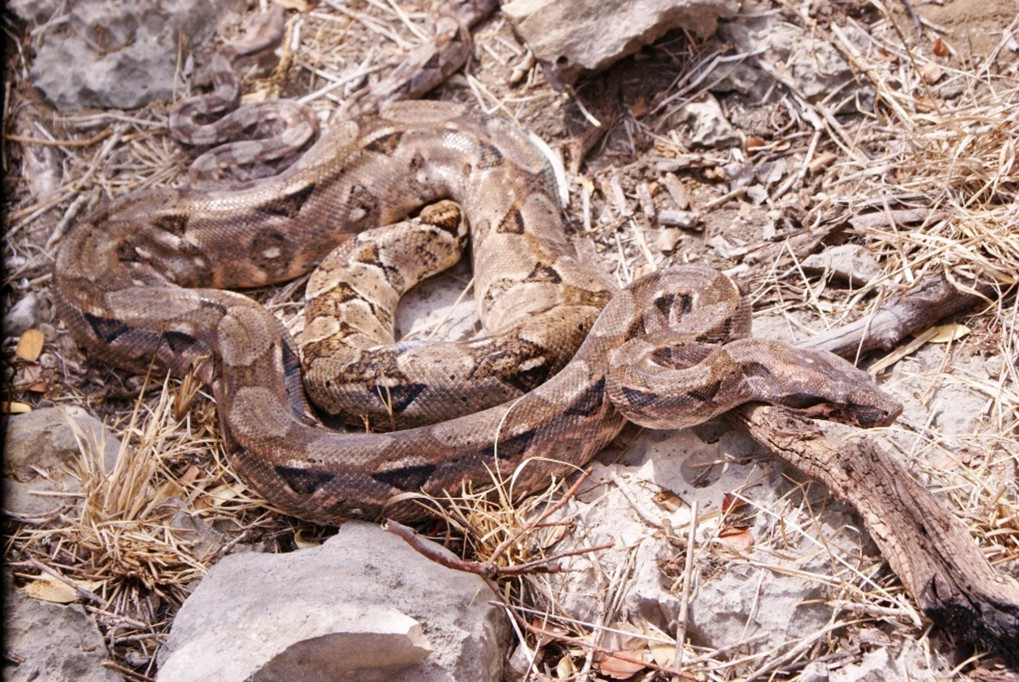 Liberan boas constrictor entre Mérida y Progreso