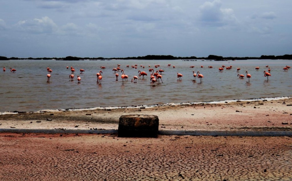 Suman voces para enfrentar el cambio climático en Yucatán Suman voces para enfrentar el cambio climático en Yucatán