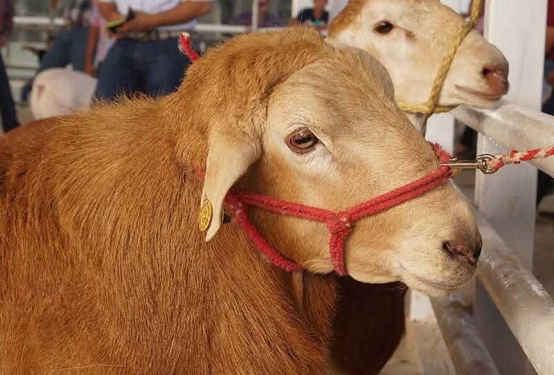 Inicia este domingo en Tizimín el tianguis patrio 2025